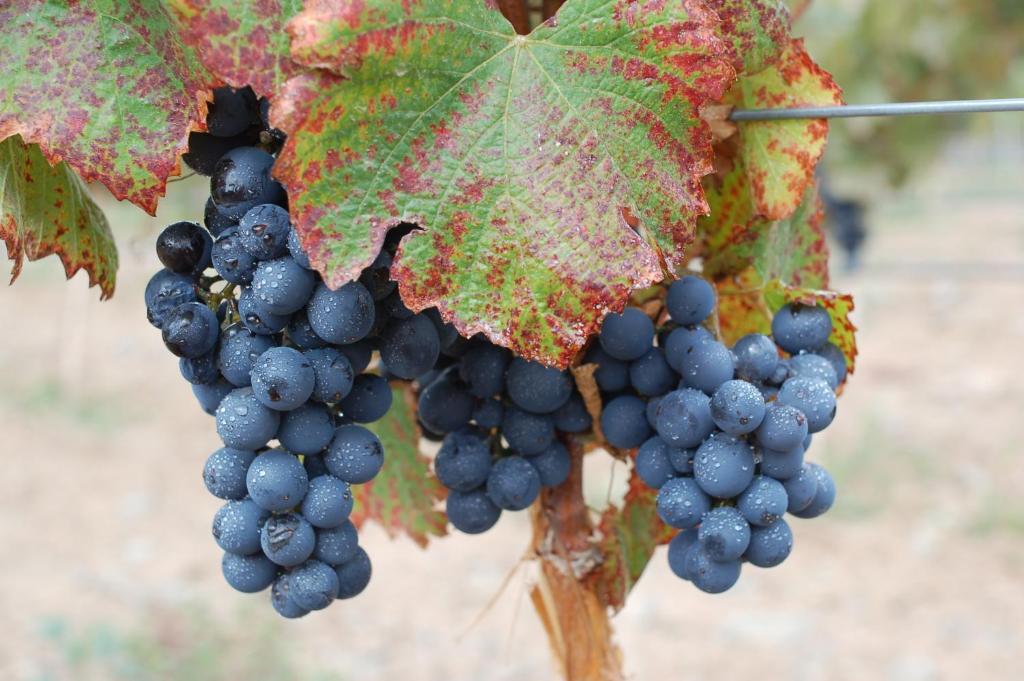 Miraluna Bodega Boutique Cachí